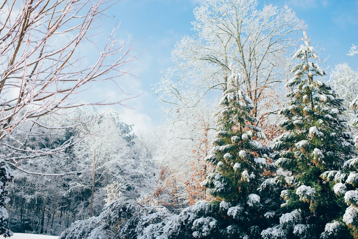 I Giorni della Merla: Leggende Invernali